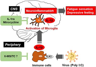 Animal Models for Neuroinflammation and Potential Treatment Methods